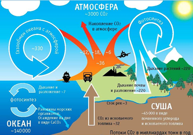 Круговорот углекислого газа в биосфере схема